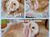 Mini lop kits. vaccinated &health checked.