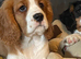 Beautiful cavalier boy