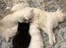 Maine coon x Turkish angora