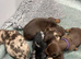 Miniature dachshund