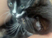 beautiful kitten for sale