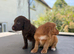 Cocker spaniel pups