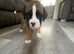 Boxer pup for sale