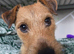 Lakeland terrier boy for sale family homes only