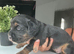 BEAUTIFUL TRI PUPPIES