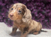 Beautiful Silkie Dachshund Puppies • Rex, Buzz & Slinky