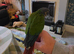 Hand reared Conure!