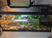 3 musk terrapins