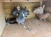 Indian fantails