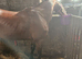 Stagbi for sale no offers or loans.