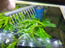 Fish tank with fish complete setup