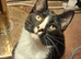 3 Beautiful Kittens for re homing