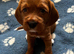Beagle/Red Fox Lab x Red Fox Lab puppies