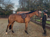 Elmast (IRE)