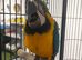Hand Reared Baby Blue & Gold Macaws