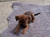 BORDER/CHI FEMALE 12 WEEKS