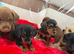 6 dachshund puppies for sale and a one year old girl dapple