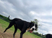 Beautiful KC Reg 16-Month F Mantle Great Dane