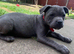 Blue KC registered Staffordshire bull terrier girls