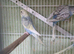 This years baby budgies.