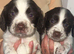 7 Cocker spaniel