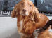 KC Registered Cocker Spaniel