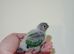 Hand rearing Baby Greencheek full tame