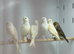 Canaries