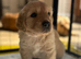 Goldador - Golden Retriever x Labrador Retriever