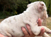 Stunning Rare silver/ lilac Bulldog Puppies