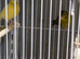 For sale selling as a group 3 Pair of Beautiful Irish Canaries