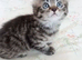 Gourgeous kittens for sale!!!
