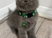 Urgent kittens reduced
