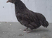 2 bantam chickens