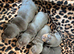 Beautiful chunky chocolate litter