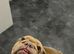 English bull dog looking for happy ever after
