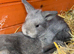 4 x Beautiful Continental Giant × French Lop Babies