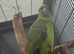 Breeding pair of yellow naped amazons