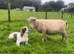 Very Tame Lambs
