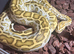 Female Burmese python
