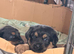 German shepherd x Rottweiler puppies