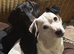 Black/white mini jack russel boy available for stud