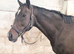 Straightforward 15.2hh stunning mare