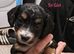 Beautiful Cockapoo Puppies &ndash; Ready to leave this weekend!