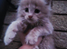 Maine Coon Kittens &ndash; Big, Friendly, Home‑Raised