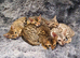 Stunning Pedigree Bengal Kittens.