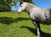 Maxi cob