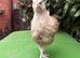 Easter Egger Buff Sussex x Crested Cream Legbar Hen