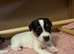 Jack Russell Puppies