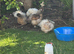 Amazing silkie cockerel